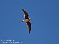 Collared Pratincole 1.jpg