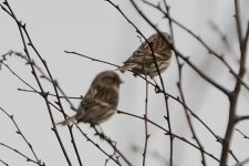 redpoll4.jpg