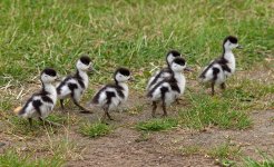 Shelducklings-1-small.jpg