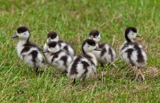 Shelducklings-2-small.jpg