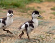 Shelducklings-3-small.jpg