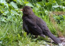 2013-04-26 11-48-55 Female Blackbird_resize.jpg