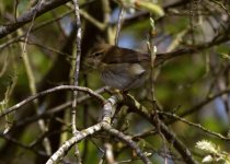 2013-04-26 12-22-16 Willow Warbler_resize.jpg