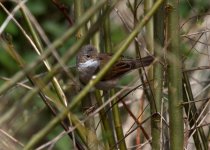 2013-04-26 14-06-06 Whitethroat_resize.jpg