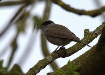 2013-04-26 15-14-56 Male Blackcap_resize.jpg