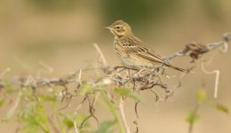 tree pipit.jpg