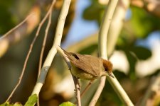 blackcap1.jpg