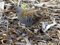 water rail uw _4743.jpg