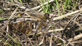 four spot dragonfly.jpg