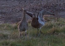 2013-04-27 05-49-44 Curlew 2.jpg