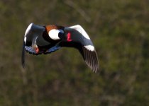 2013-04-27 07-02-14 Shelduck.jpg