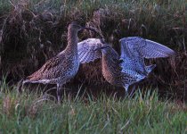 2013-04-27 05-49-44 Curlew 1.jpg