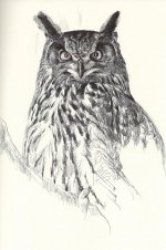 Eagle-owl-Riesa.jpg