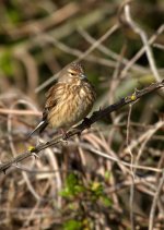 2013-04-27 08-21-10 Linnet.jpg