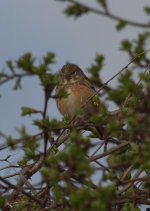 2013-04-27 08-21-10 Linnet 2.jpg