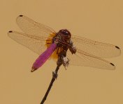 Dragonfly-OngLe.jpg