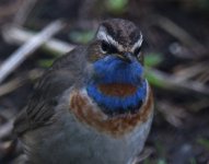 Bluethroat_Girdle Ness_100513a.jpg