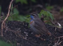 Bluethroat_Girdle Ness_100513b.jpg