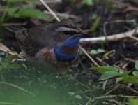 Bluethroat_Girdle Ness_100513c.jpg