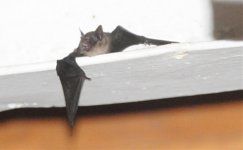 bat id.jpg