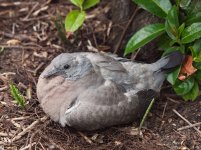 Young-Woodpigeon-1-small.jpg