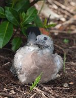 Young-Wood-Pigeon-2-small.jpg
