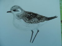 grey plover mins with pp.jpg