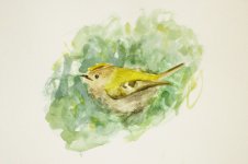 goldcrest.jpg