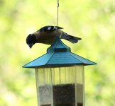 black_headed_grosbeak.jpg