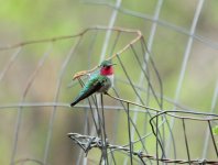 broad_tailed_hummingbird.jpg