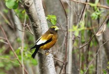 evening_grosbeak.jpg