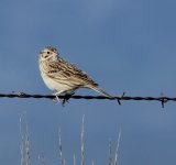 vesper_sparrow.jpg