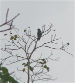 White-crowned Parrot.jpg