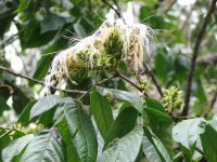 wet Inga Tree blossoms.jpg