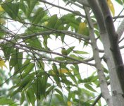 Black-headed Tody-Flycatcher.jpg