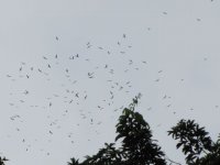 Swallow-tailed Kites.jpg