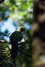 Lorikeet.jpg