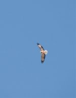 White-bellied Sea Eagle.jpg