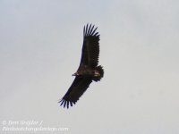 Cinereous Vulture, Monniksgier.jpg
