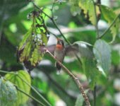 Band-tailed Barbthroat.jpg