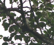 Semi-plumbeous Hawk.jpg