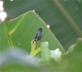 Blue-chested Hummingbird.jpg