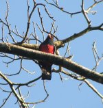 Slaty-tailed Trogon.jpg