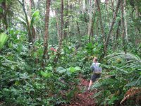 Manzanillo beach jungle.jpg