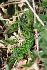 2013_05_12_Green_Lizard (427x640).jpg