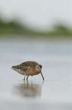 Dowitcher-2.jpg