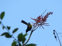 Black-cowled Oriole.jpg