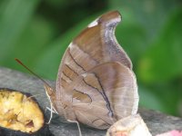 Butterfly at fruit.jpg