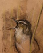 sedge-warbler.jpg