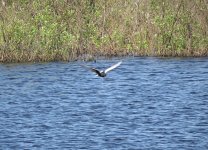 white-winged-black-tern.jpg